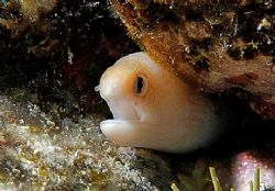 Dwarf Eel. Kona, HI This eel is about the size of your pi... by Andy Lerner 